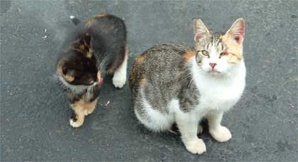 McFeral Cat and kitten