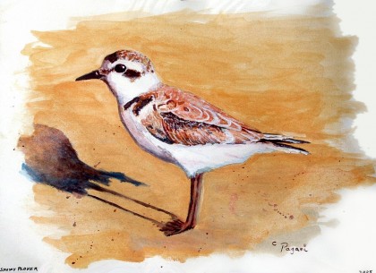 Snowy Plover watercolor, limited palatte