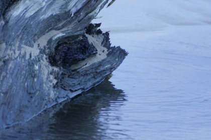 Reflections, abstract photo of Driftwood and tide pool