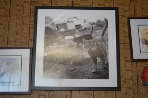 Exhibited photo, The Feral Life - back from the Center for Fine Art Photography