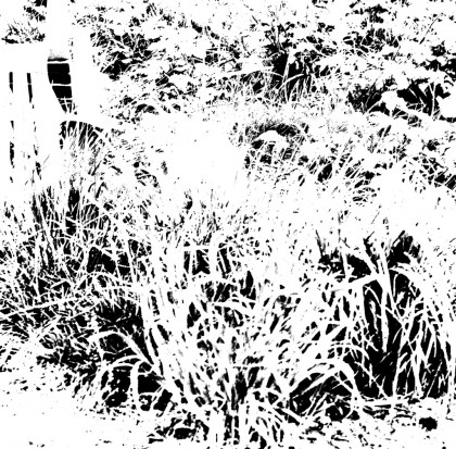 A Cat in the Grass abstract art piece