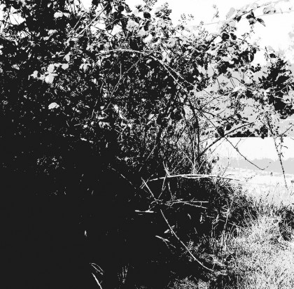 Vine Fields black and white photography-based abstract expressionist art piece