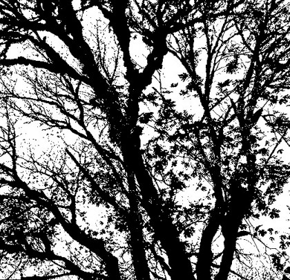 Gothic Forest abstract impressionist photography-based art