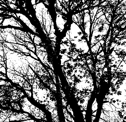 Gothic Forest abstract impressionist photography-based art