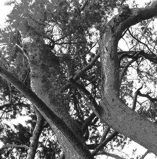 gnarled path abstract photography-based art