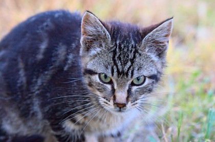 A kitten from the Feral Cat Rescue Project, my photo blog about cat rescue - sized for desktop wallpaper.