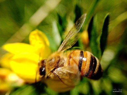 Honey Bee Macro photo