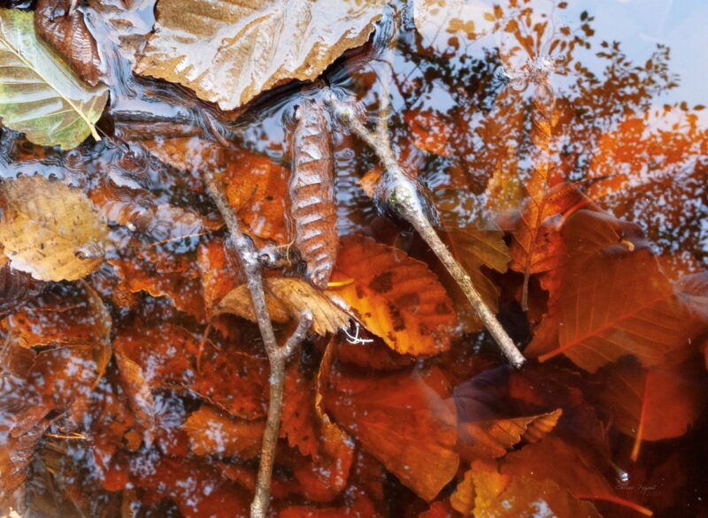 The Fall III abstract photography based art of autumn