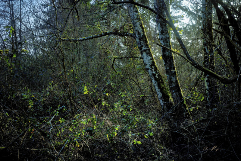Meditation Forest Light depiction