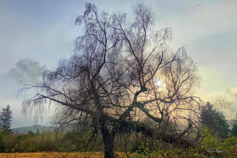 Silent Sunday photo art, a morning on the PNW Sandlake farm.