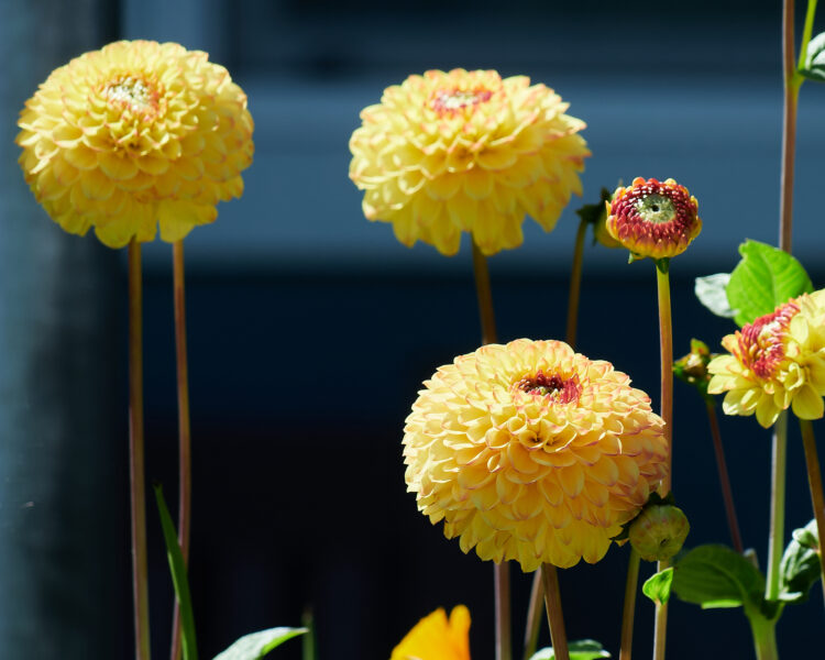 Happenstance Dahlias, found at local post office.